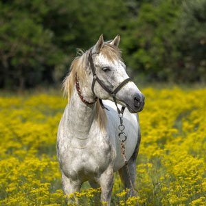 Photo d'un cheval