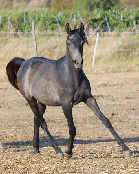 photo de l'annonce pour le cheval Badrya al Rius