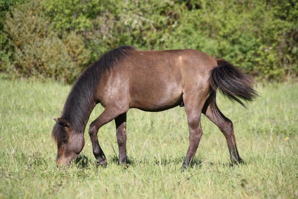 photo de l'annonce pour le cheval Merlioz Nahir