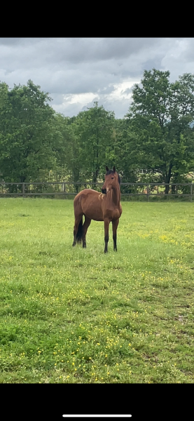 photo de l'annonce pour le cheval L’amour des houches