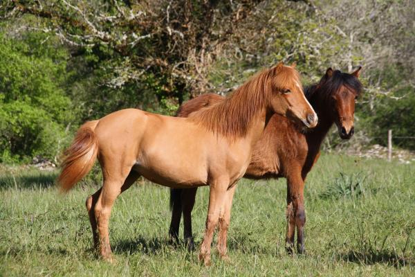 photo de l'annonce pour le cheval Merlioz Noor