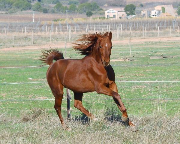 photo de l'annonce pour le cheval Shakib al Rius