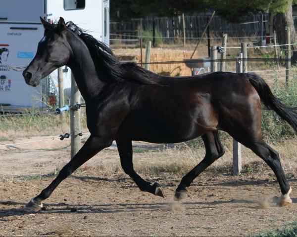 photo de l'annonce pour le cheval Zahirah Almas