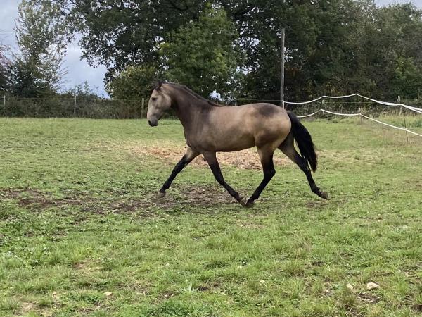 photo de l'annonce pour le cheval Sicario de la Jasse