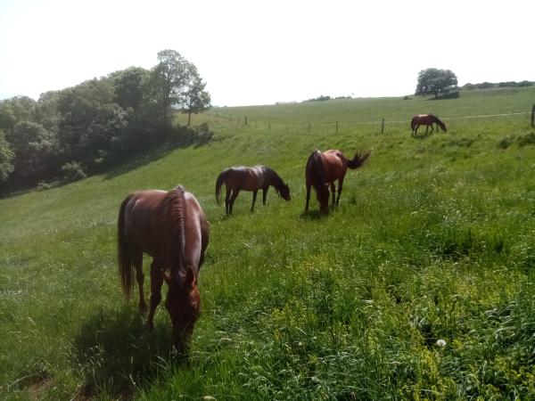 Photo de ECURIE DE LA FONTAINE