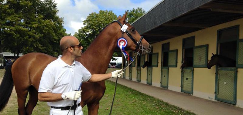 photo du professionnel équestre Alexandre Maimone spécialisé en 