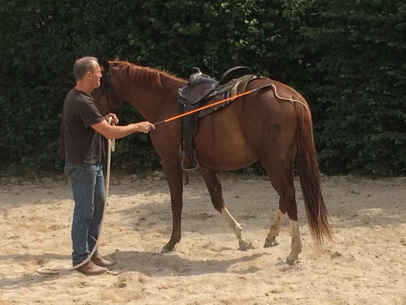 Photo du professionnel équestre Leroux Pascal spécialisé en 