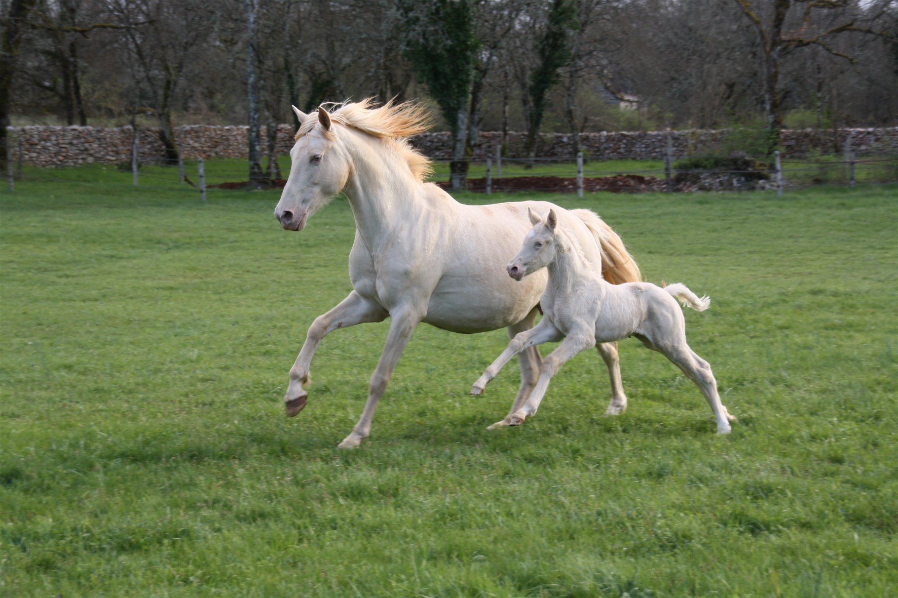 les-chevaux-m-1_photo 0