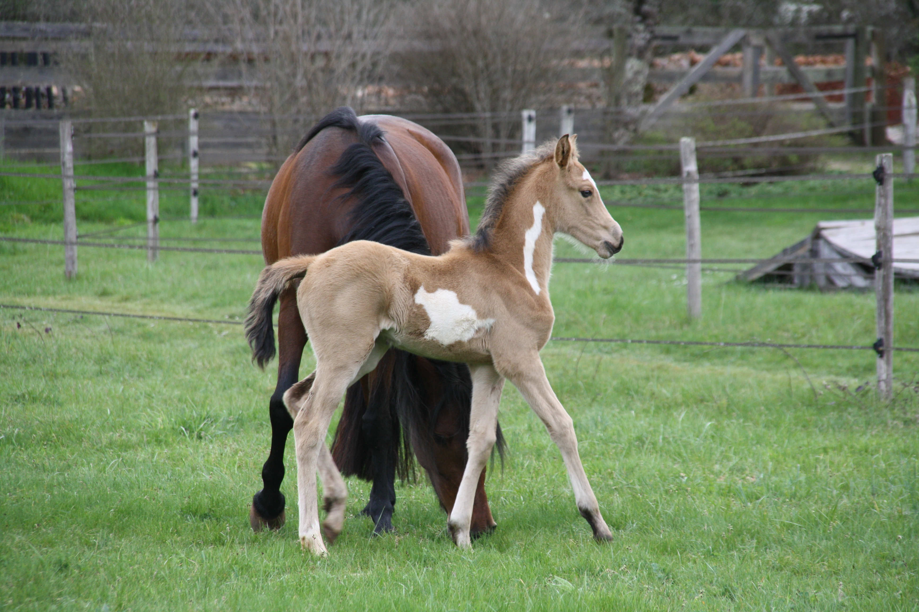 les-chevaux-m-1_photo 1