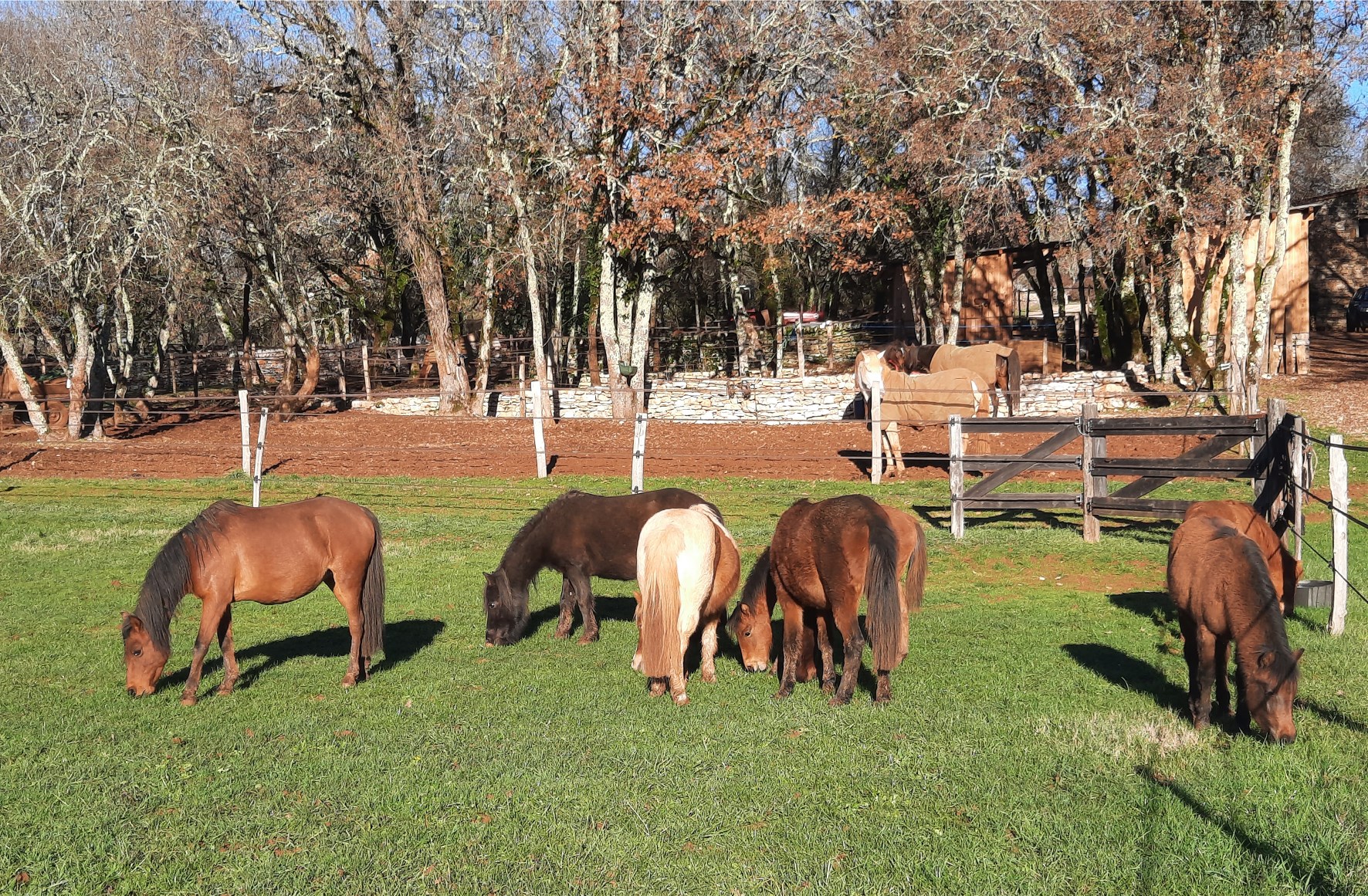 les-chevaux-m-1_photo 3