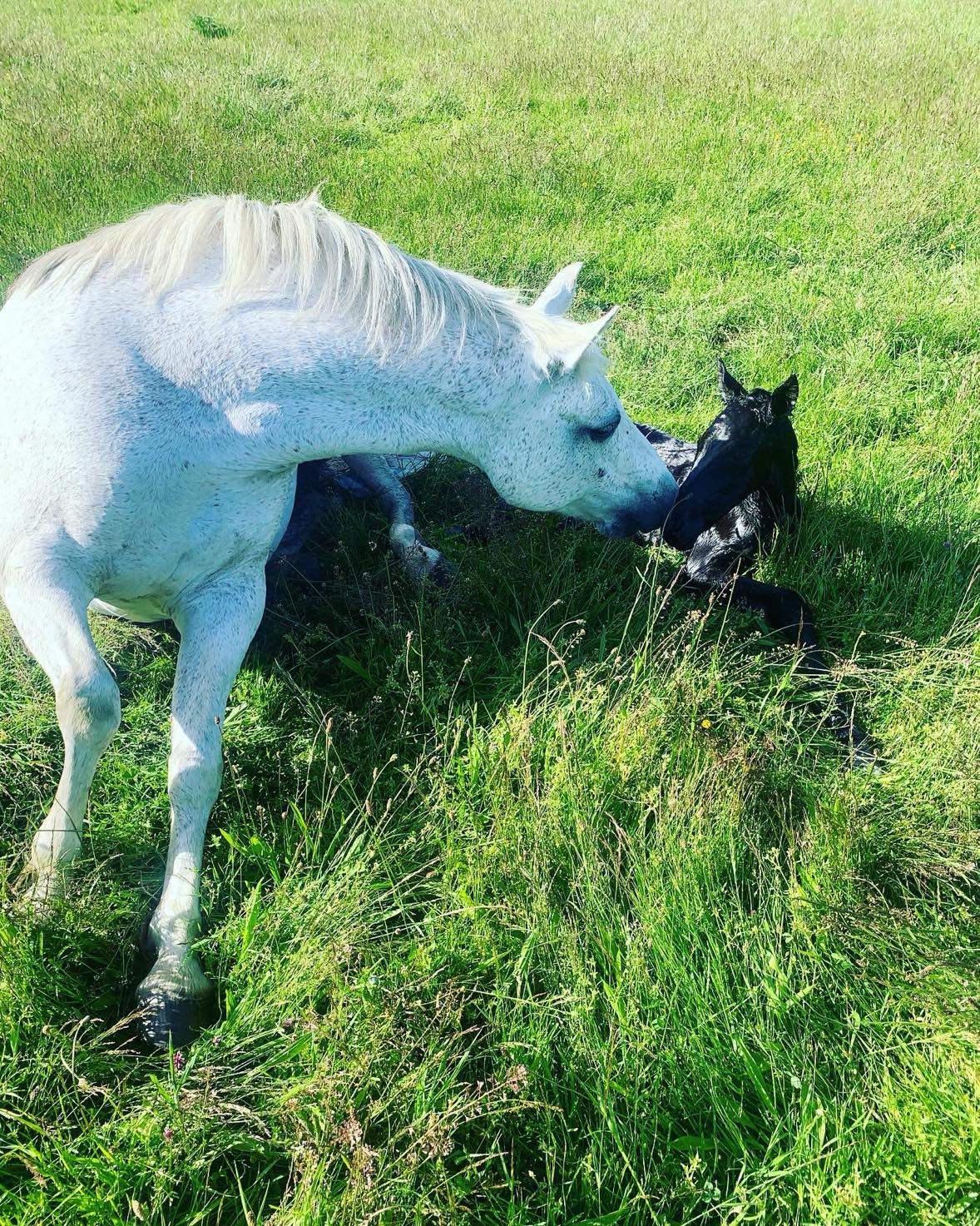 cyrielle-delhomme-enseignante-coach-cso-travail-du-cheval-valorisation_photo 0