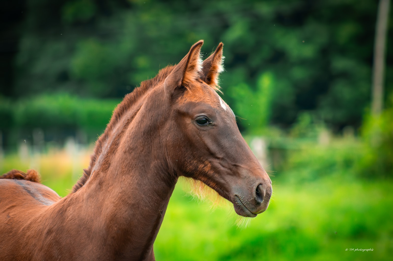 los-caballos-del-corazon_photo 0