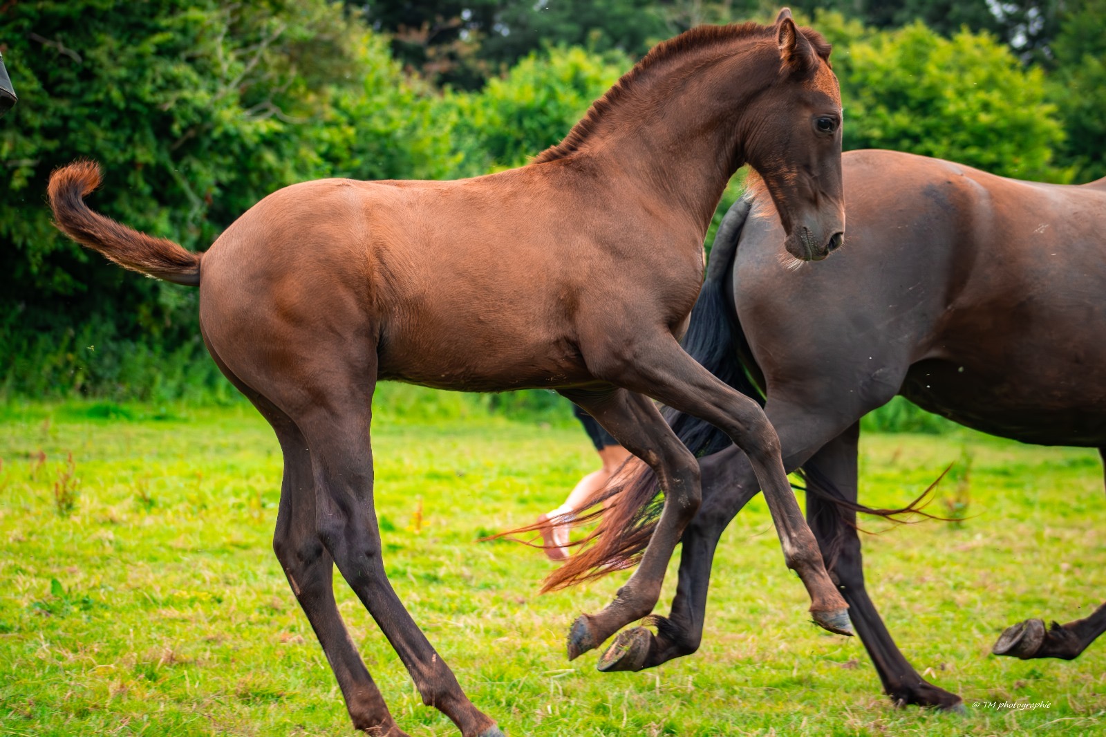 los-caballos-del-corazon_photo 1