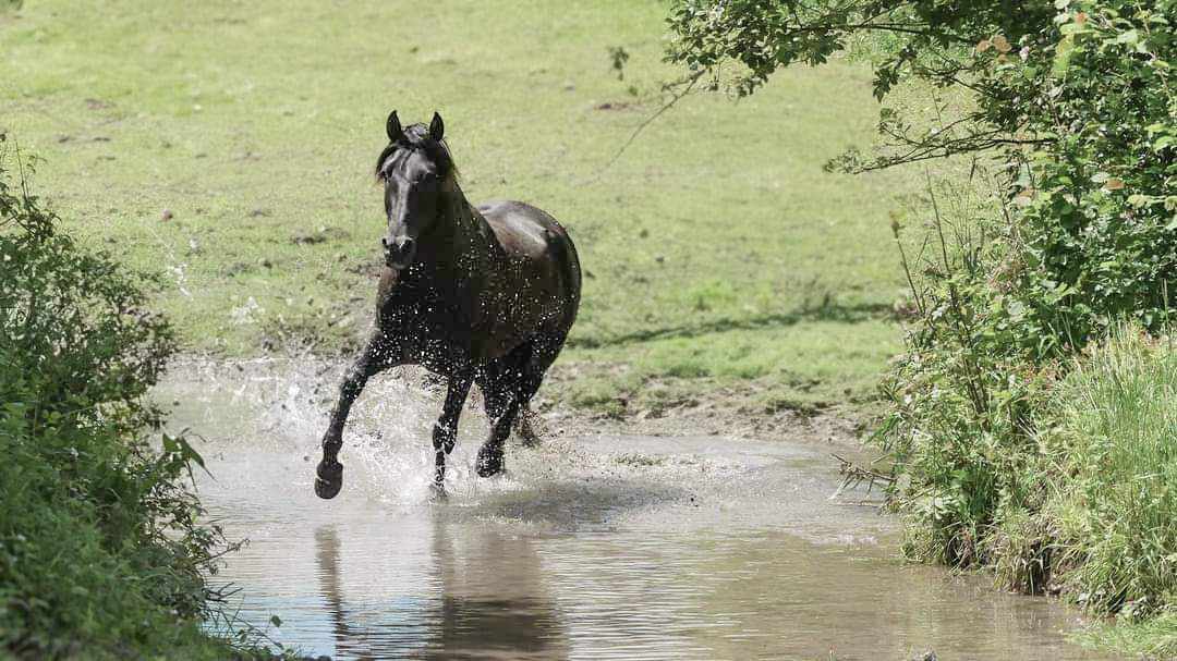 los-caballos-del-corazon_photo 4