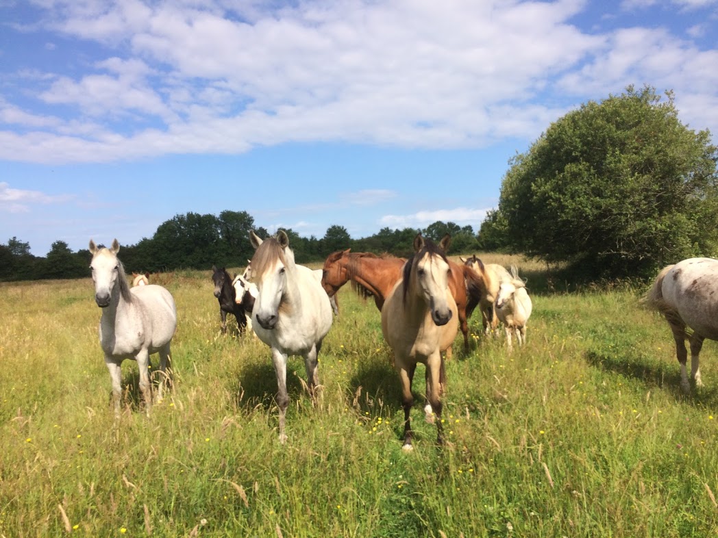 haras-d'uranie_photo 14