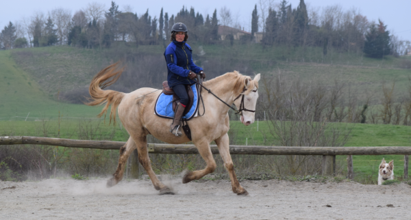 les-crinieres-du-volvestre_photo 2