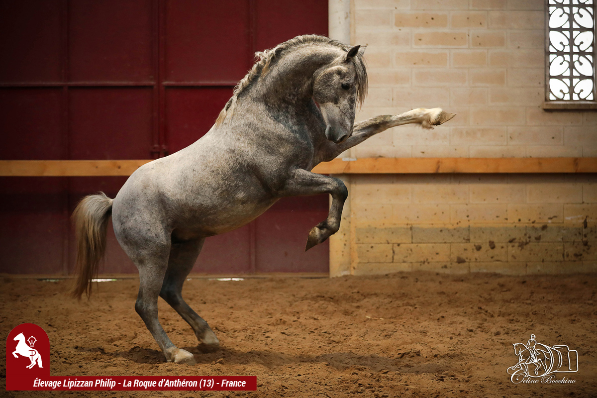 elevage-philip---philip-sport-horses_photo 6