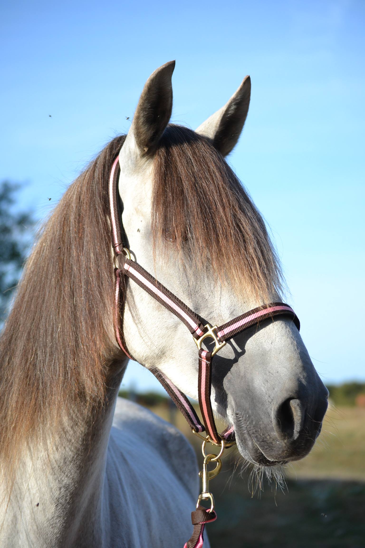 haras-d'uranie_photo 5