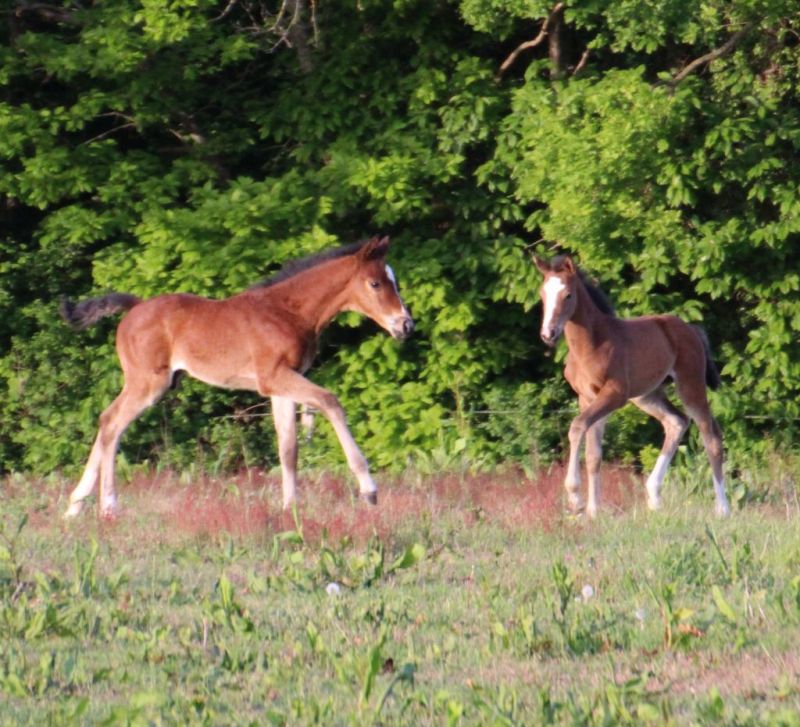 ecurie-equi-libre-couparie_photo 0