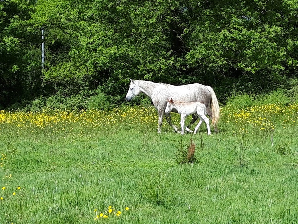 haras-d'uranie_photo 12