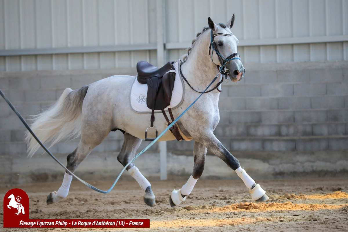 elevage-philip---philip-sport-horses_photo 5