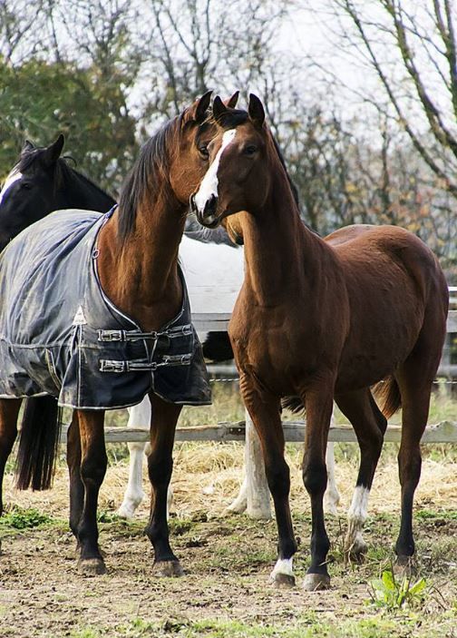 haras-du-val-d'athéna_photo 1