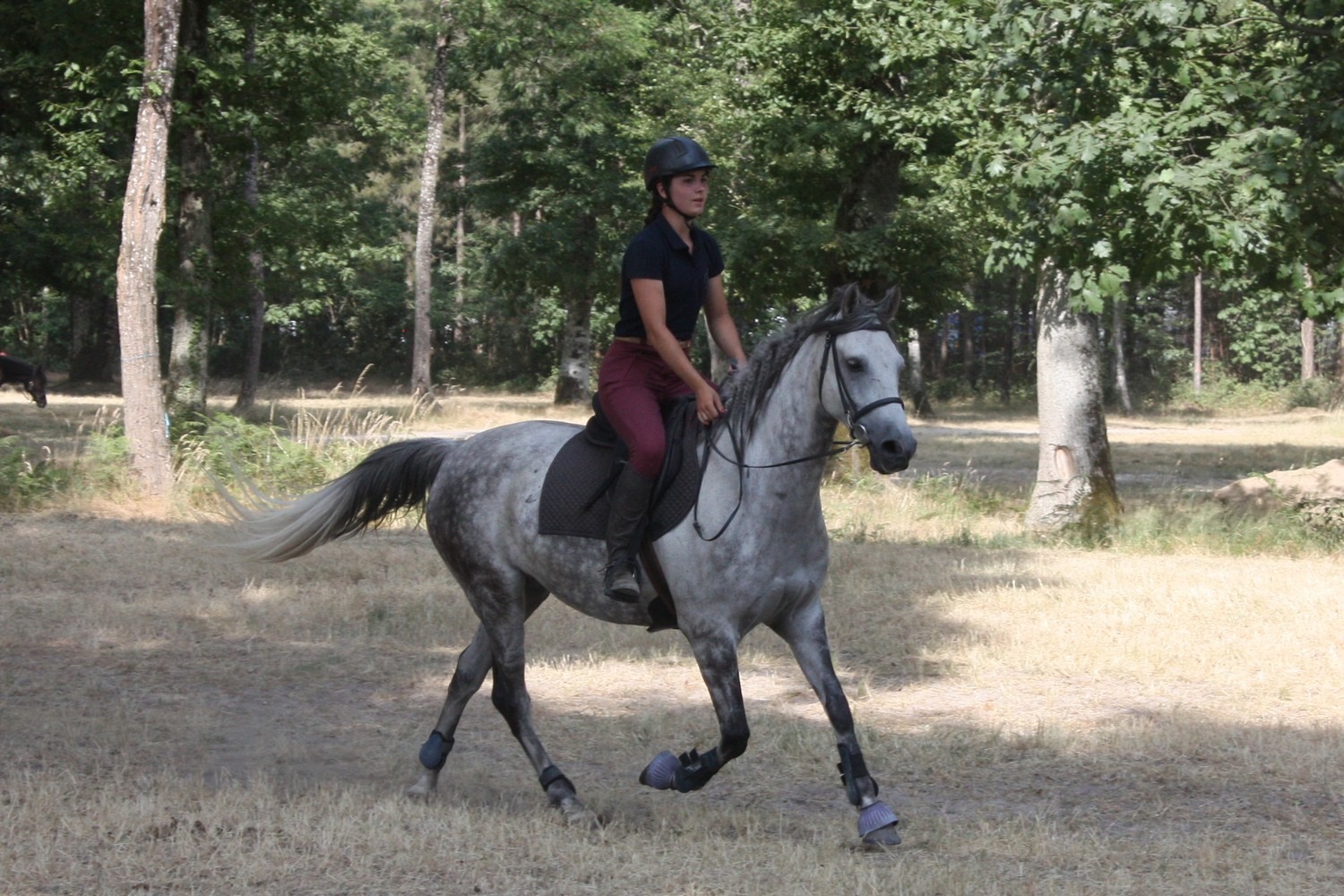 haras-d'uranie_photo 6