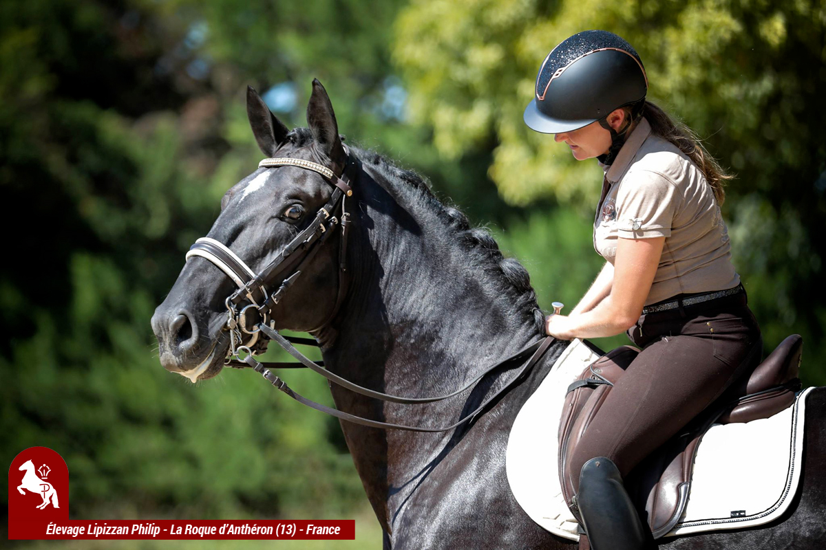 elevage-philip---philip-sport-horses_photo 4