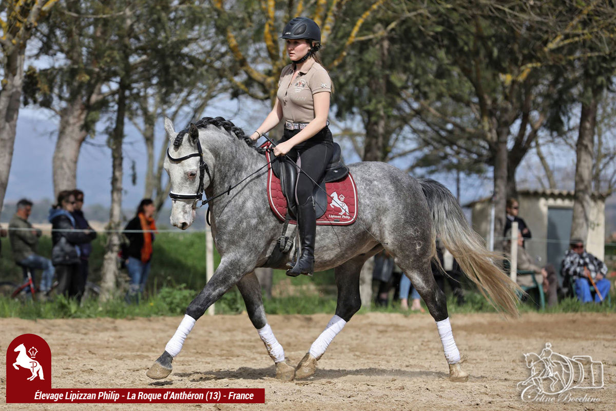 elevage-philip---philip-sport-horses_photo 7