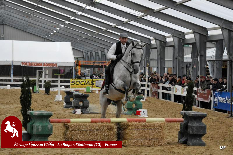 elevage-philip---philip-sport-horses_photo 2