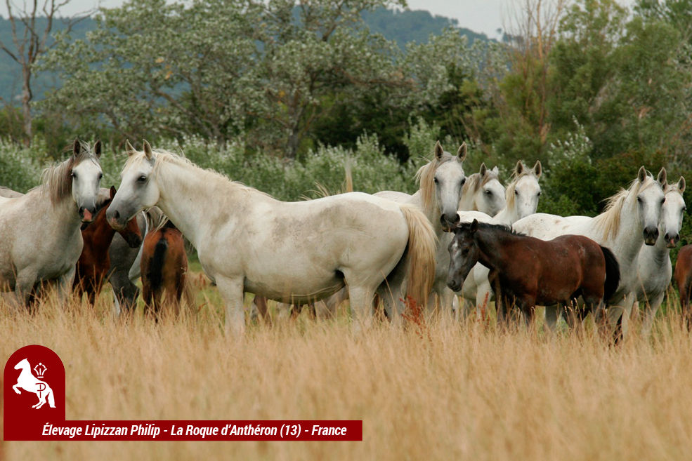 elevage-philip---philip-sport-horses_photo 0