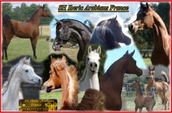 sh-iberic-arabians-france_photo 1