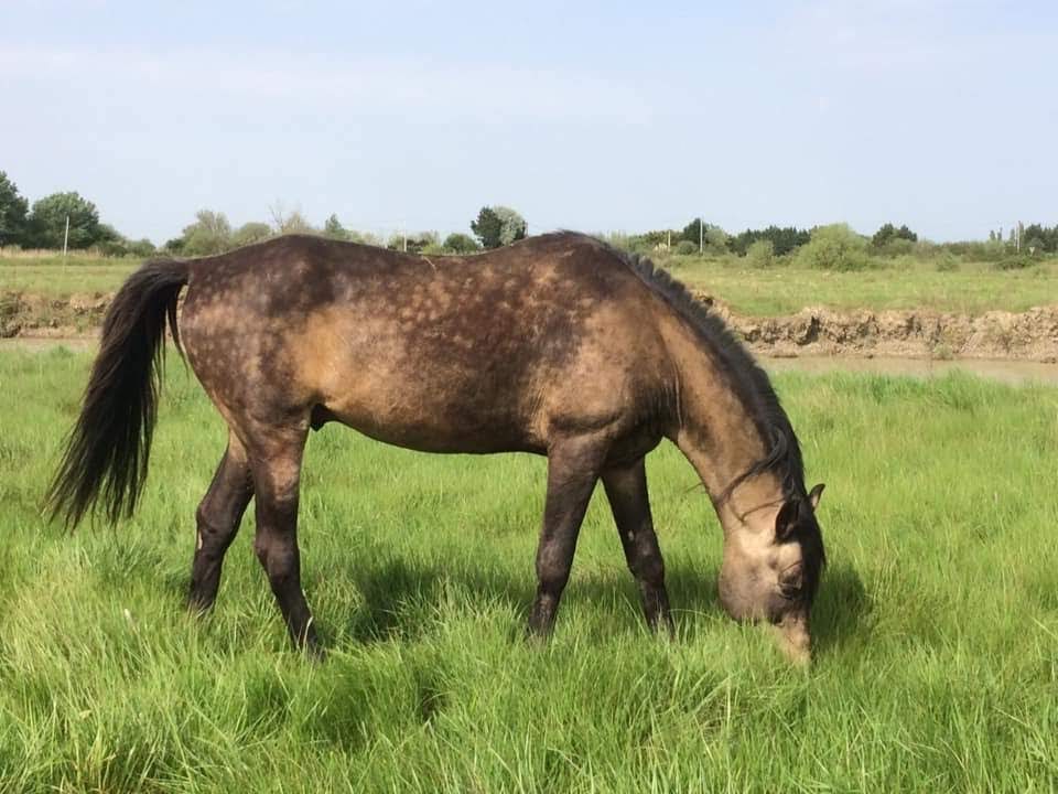 haras-d'uranie_photo 18