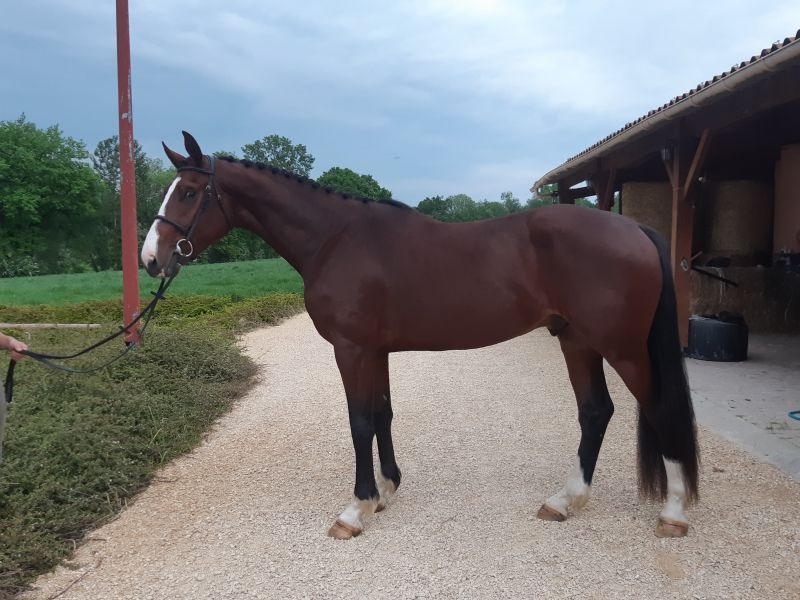 haras-du-val-d'athéna_photo 8