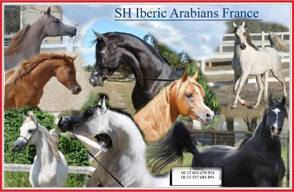 sh-iberic-arabians-france_photo 0