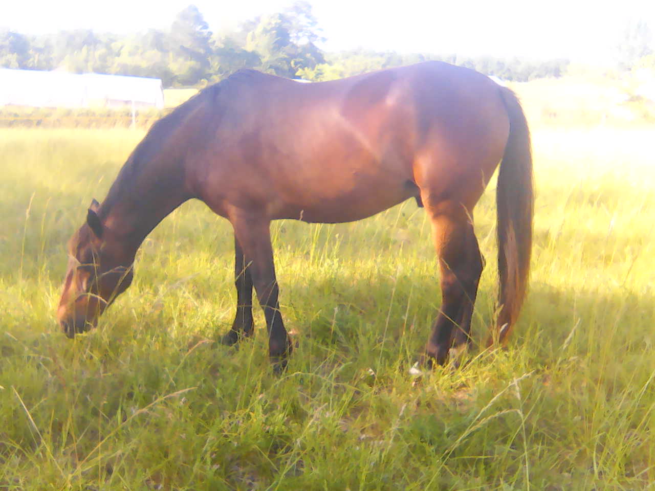 tournon-autour-du-cheval_photo