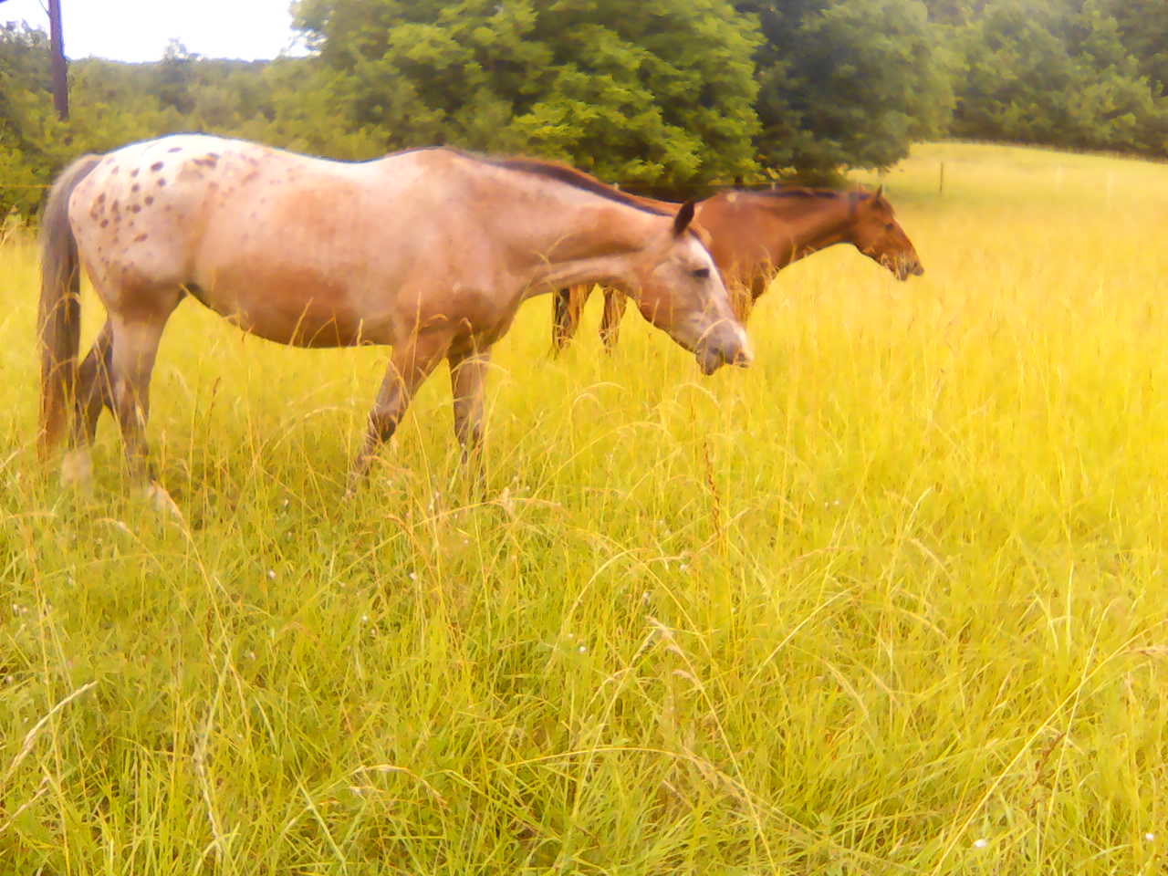 tournon-autour-du-cheval_photo