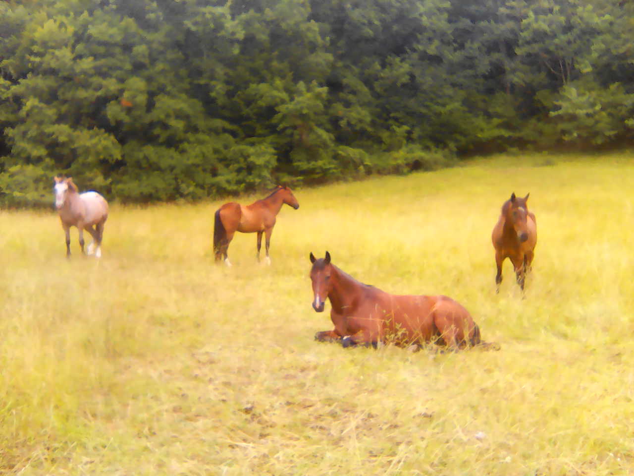 tournon-autour-du-cheval_photo