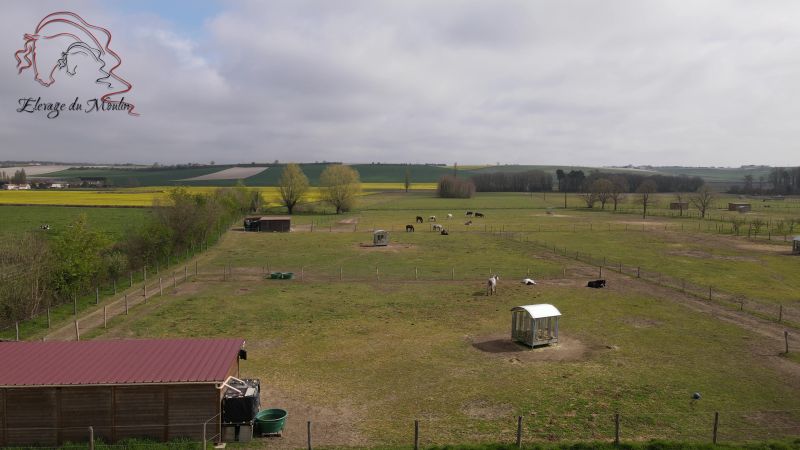 elevage-du-moulin-les-frisons-du-moulin_photo