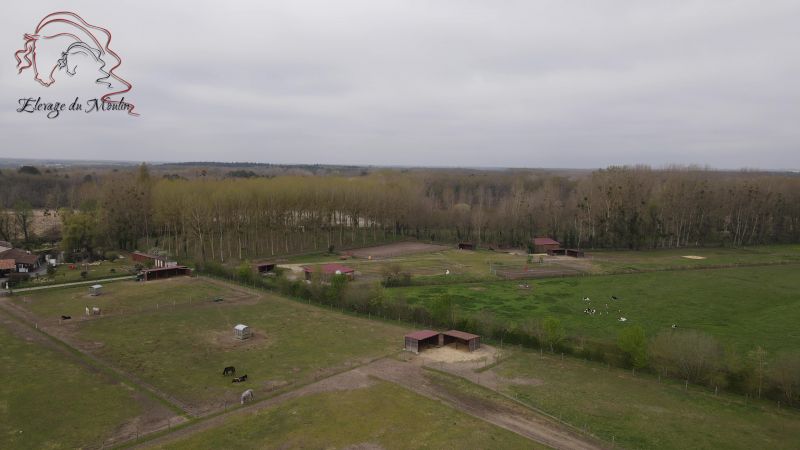 elevage-du-moulin-"les-frisons-du-moulin"_photo