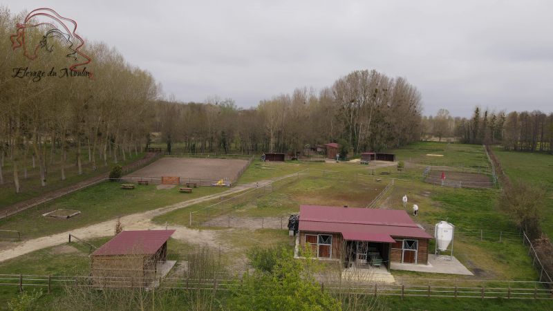 elevage-du-moulin-"les-frisons-du-moulin"_photo