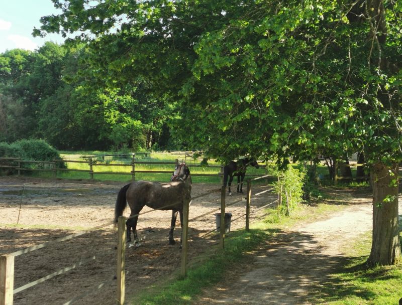 haras-de-chevreuse_photo