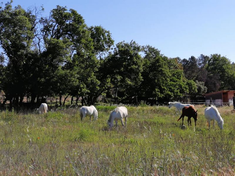 haras-de-merindol-2_photo