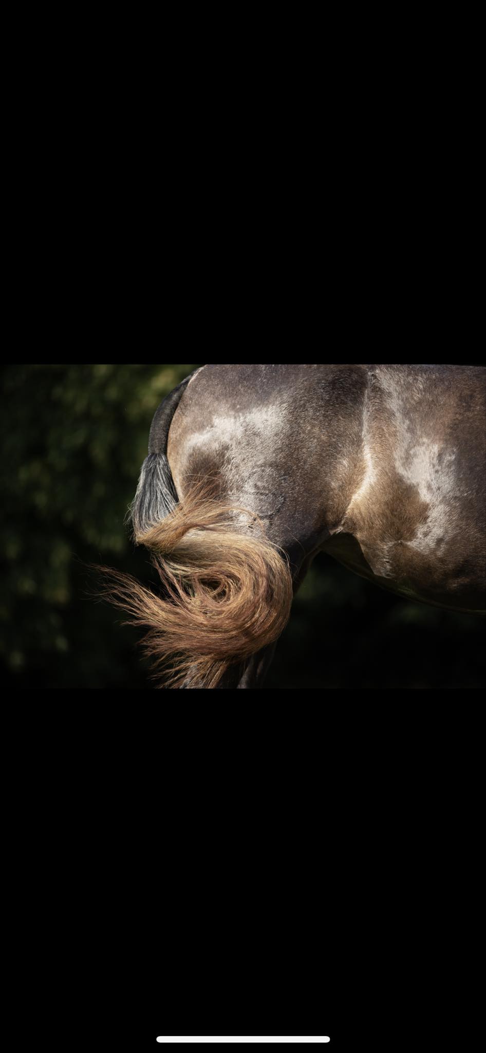 Los Caballos del Corazón logo