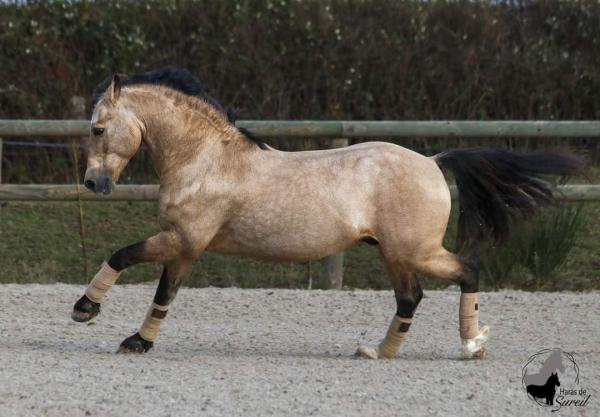 HARAS DE SUREIL logo