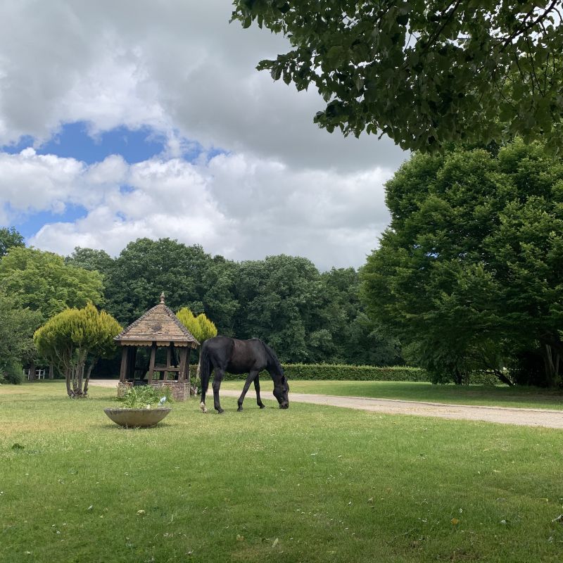 haras-de-la-ferrandière_photo