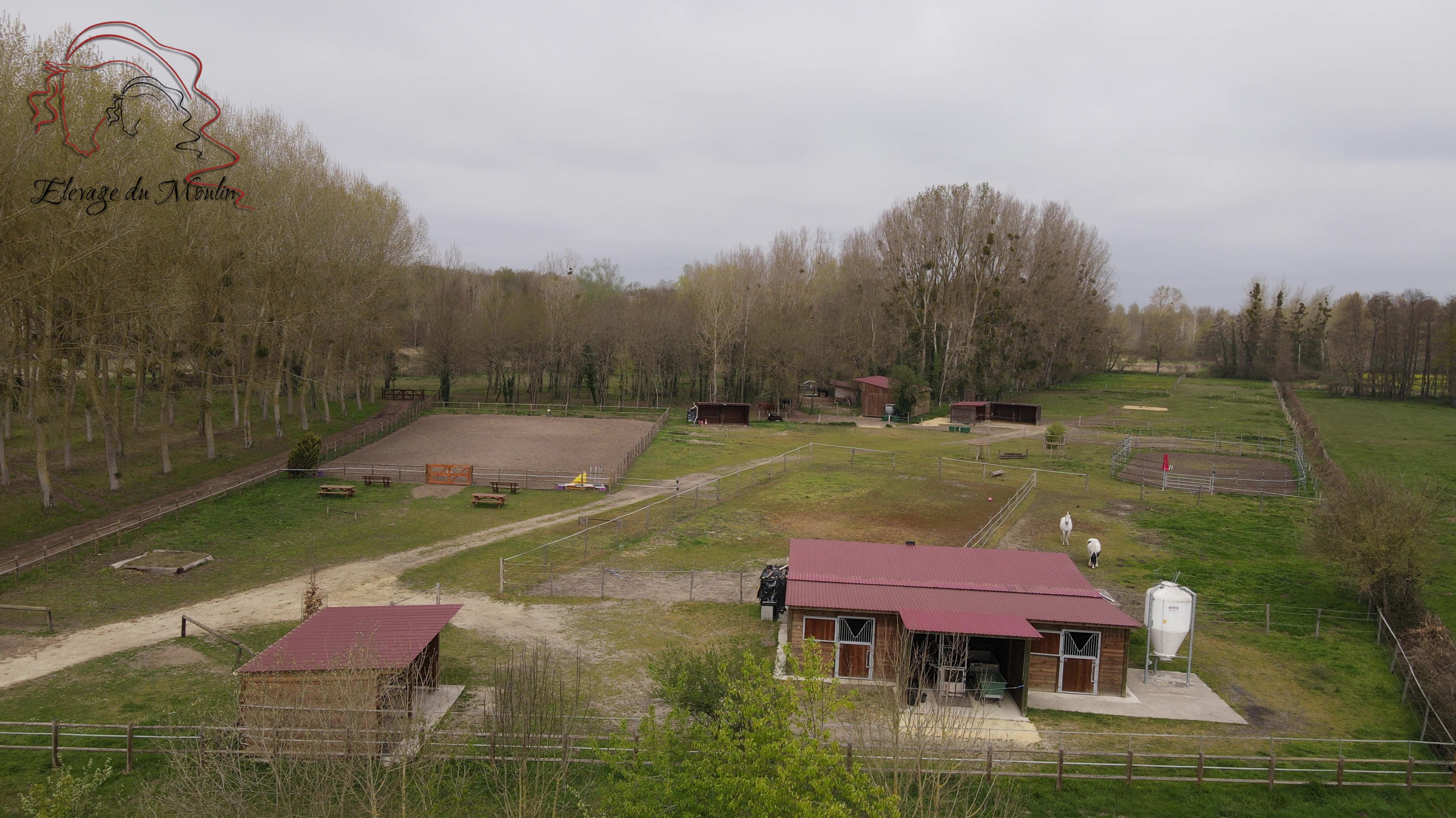 elevage-du-moulin-les-frisons-du-moulin_photo