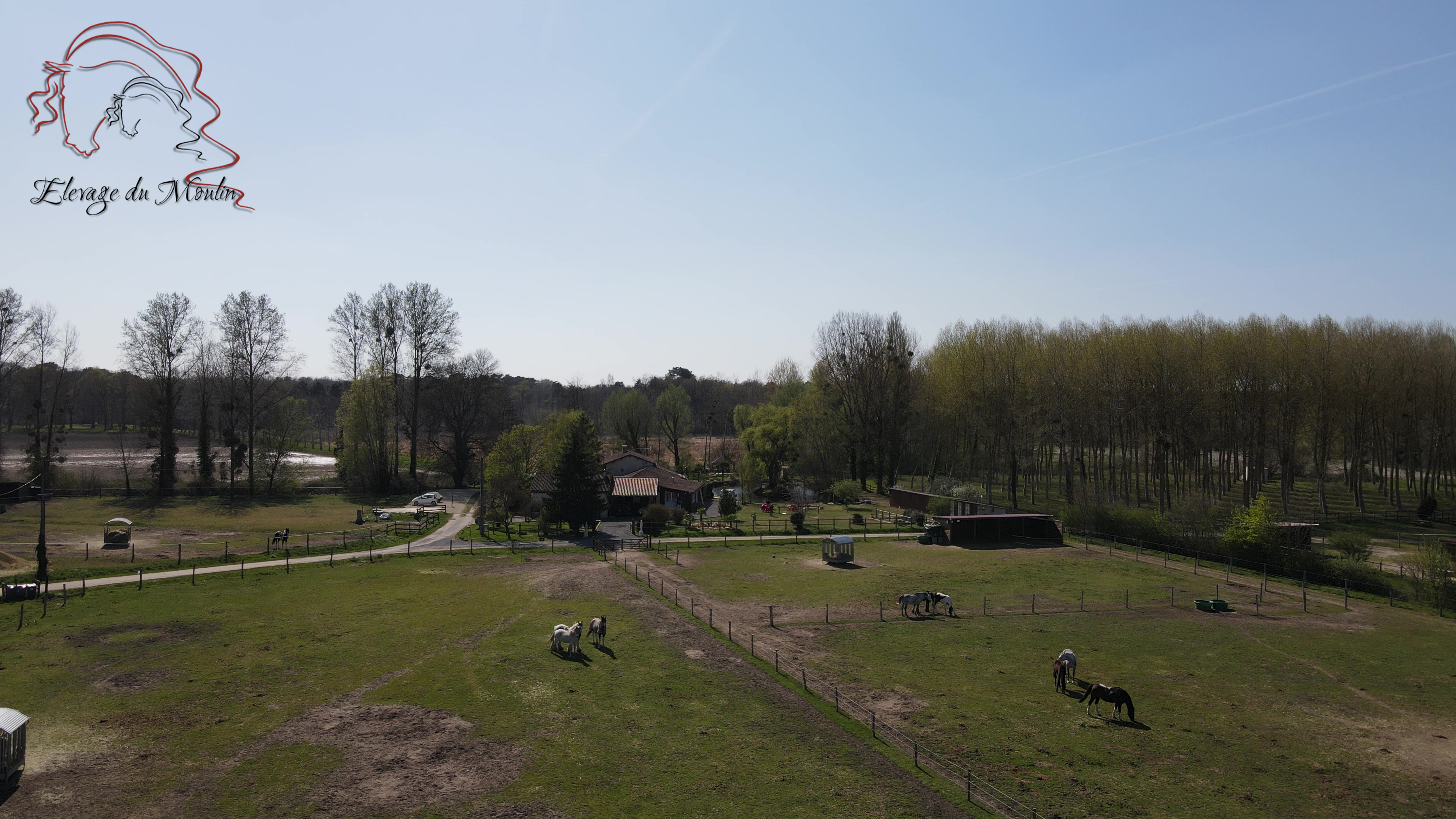 elevage-du-moulin-"les-frisons-du-moulin"_photo