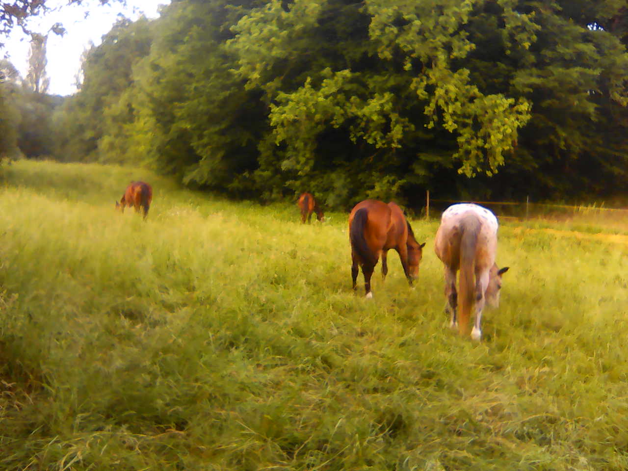 tournon-autour-du-cheval_photo