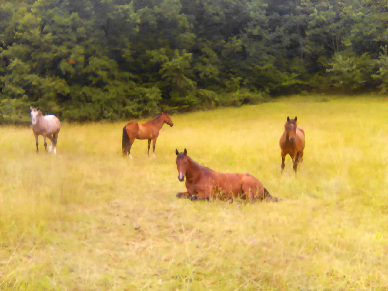 tournon-autour-du-cheval_photo